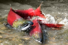 gallery migration sockeye salmon Olga N Vasik iStock 645x430