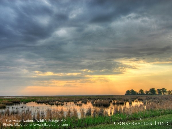 wallpaper Blackwater NWR wetlands Nikographer 1600 600x450 wallpaper Blackwater NWR wetlands Nikographer 1600 600x450