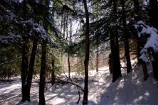 wallpaper forest in winter reggie hall TCF 1600 600x450