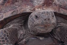 wallpaper gopher tortoise Larry Korhnak 1600 600x450