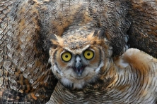 wallpaper great horned owl larry korhnak 1600 600x450