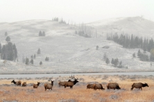 wallpaper rocky mnt elk yellowstone dan lin dzurisin flickr 1600 600x450