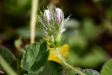 Monterey Clover endangered photo by Kerri Heise 645 430