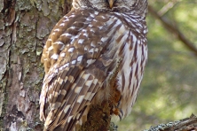 Rocky Fork Barred owl Greg Huston 417x500