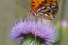Rocky Fork Gulf fritillary butterfly Greg Hutson 417x500