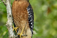 Rocky Fork Red shouldered hawk Greg Huston 417x500