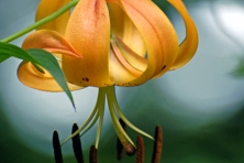 Rocky Fork Turks Cap Lilly Greg Huston 417x500
