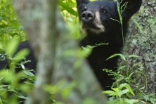 Rocky Fork black bear cub Greg Hutson 417x500