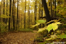 Rocky Fork woods Greg Huston 500x400