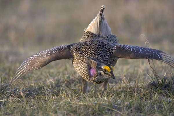 Sharp tailed grouse web USFWS 645x430 Sharp tailed grouse web USFWS 645x430