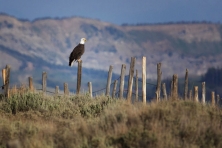 WY Bald eagle Upper Green River Valley Mark Gocke 645x430