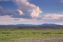 WY Budd Ranches cattle grazing Mark Gocke 2010 05 645x430
