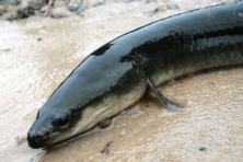 american eel charles clint robertson flickr 800x446