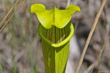 big thicket pitcher plant jerry oldenettel flickr 645x430 600x400