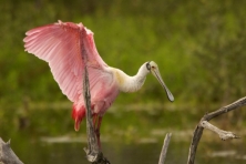 big thicket spoonbill USFWS 645x430 600x400  1 