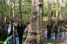 big thicket tree Annie Bradford Flickr 645x430 600x400