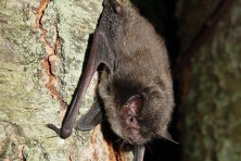 gallery indiana bat adam mann environmental solutions n innovations usfws 645x430 600x400