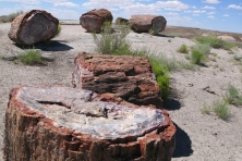 petrified forest arizona logs lab DrLandscape Flickr 645x430