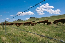 rocky mountain front cattle Todd Kaplan