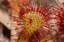 wallpaper dwarf sundew plant jason penney flickr 1600 1024x768