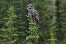 wallpaper great grey owl angie shyrigh flickr 1600 600x450
