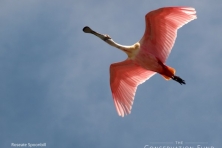 wallpaper roseate spoonbill terry ross flickr 1600 600x450