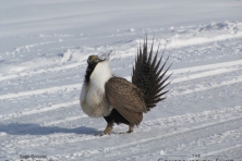 wallpaper sage grouse Bryant Olsen Flickr 600x450