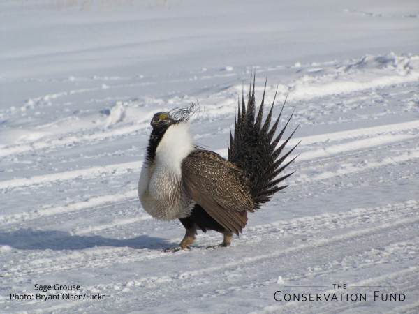 wallpaper sage grouse Bryant Olsen Flickr 600x450 wallpaper sage grouse Bryant Olsen Flickr 600x450