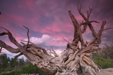 wallpaper tree circle r ranch todd kaplan 1600 600x450