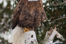 Bald Eagle CR47 Sax Zim Bog MN IMG 2928 c Sparky Stensaas