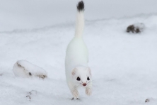 Ermine Sax Zim MN IMG 0018358 c Sparky Stensaas