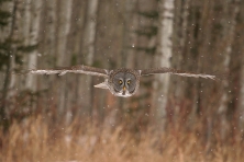 Great Gray Owl head on Wisconsin Pt Superior WI 2005 02 16 4 c Sparky Stensaas