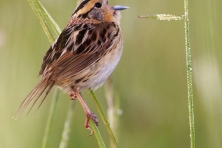 LeConte s Sparrow Sax Zim Bog MN IMG 0039611 576px c Sparky Stensaas