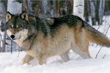 MN UPM Blandin Paper Co Photo 1 Wolf c Sparky Stensaas