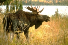 MN UPM Blandin Paper Co Photo 2 Moose c Sparky Stensaas
