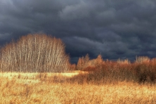 Sax Zim Bog Trees and Thunderstorm c Sparky Stensaas