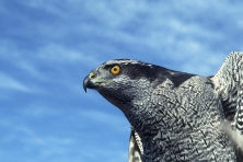 Sax Zim Northern Goshawk  ColorCorr Sharp SS Hawk Ridge Duluth MN  1  c Sparky Stensaas