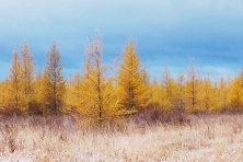 Tamaracks McDavitt Rd Sax Zim Bog MN IMG 9306 c Sparky Stensaas