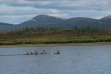 alaska kobuk river caribou wendi lyn flickr 645x430jpg 600x400