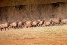 Elk Restoration LoganWestVirginia Frank Ceravalo1