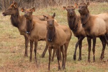 Elk Restoration LoganWestVirginia Frank Ceravalo2