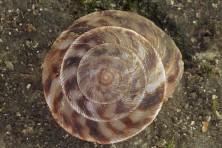 Sherwood Forest painted snake coiled forest snail c Alan Cressler2