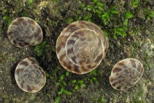 Sherwood Forest painted snake coiled forest snail c Alan Cressler3
