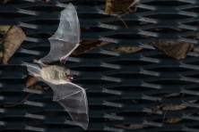 Sodalis Nature Preserve Dedication Bat Fest  c  Whitney Flanagan5