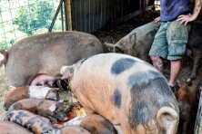 Blue Ridge Women in Agriculture project photo1