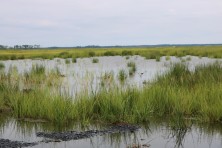 Marsh Replanting  c DagnyLeonard TheConservationFund 2486