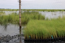 Marsh Replanting  c DagnyLeonard TheConservationFund 2487