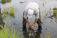 Marsh Replanting  c DagnyLeonard TheConservationFund 2560