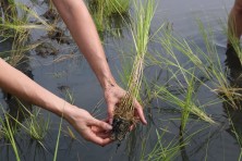 Marsh Replanting  c DagnyLeonard TheConservationFund 2594