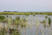 Marsh Replanting  c DagnyLeonard TheConservationFund 2676